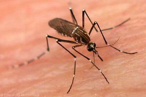 mosquito dengue