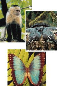 naturaleza de costa rica1