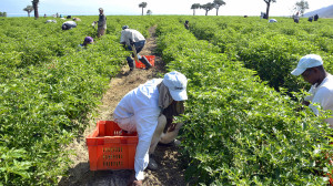 Cambiamos cactus por ají 1