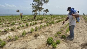Cambiamos cactus por ají 2