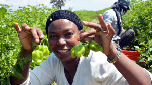 Cambiamos cactus por ají 3