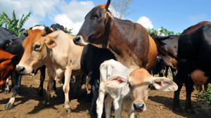 vídeo vaqueros de la cueva2