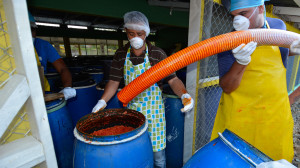 Foto video ají tabasco por un tubo