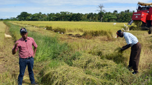Foto Video Se nos perdían arroces