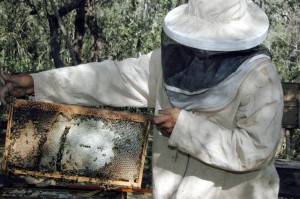 MONITOREO DE ABEJA 27-4-2015