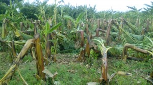 Plantaciones afectadas por la tormenta Érika en Montecristi.