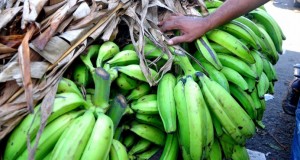 platanos