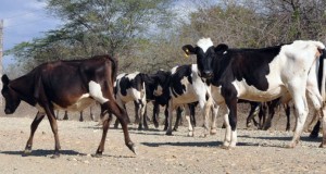 Vacas