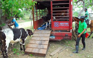 Animales retenidos por Procuraduría y Consorcios Autopista del Nordeste y Boulevard del Atlántico.
