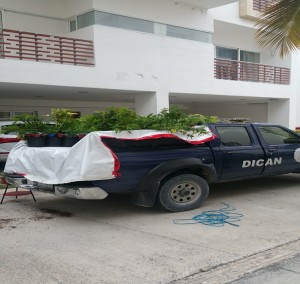 Marihuana incautada a canadiense en Bávaro.