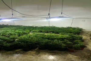Vivero desmantelado a un canadiense en Bávaro.