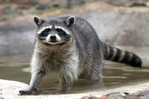 mapache