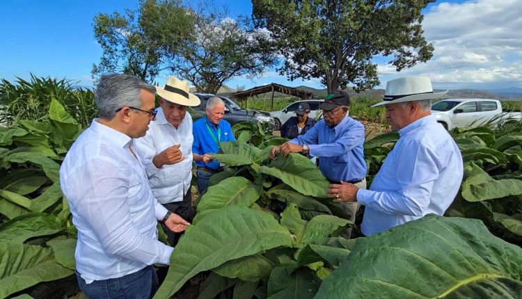 Ejecutivos de Intabaco inspeccionan producción.