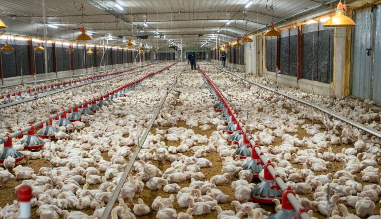 Pollos de engorde de producción nacional.