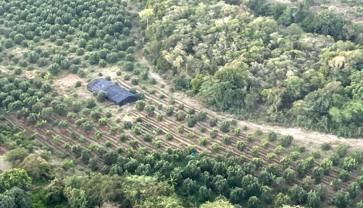 Plantación de marihuana ocupada.