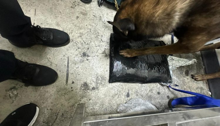 Perro rastrea droga en el Aeropuerto Internacional de Punta Cana.