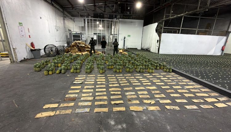 Droga incautada por DNCD en carga de piñas.