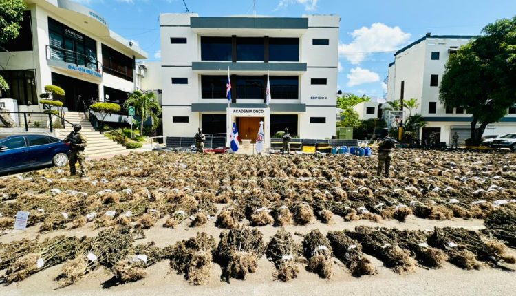 Plantas de marihuana incautadas por la DNCD.