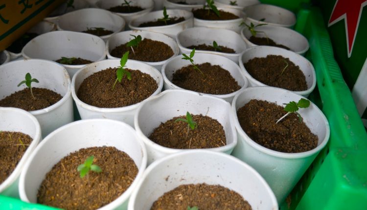 Plantas de marihuana ocupadas en Santo Domingo Oeste.