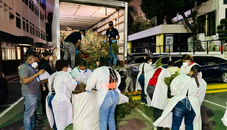 Plantas de marihuana detectadas en Ocoa,