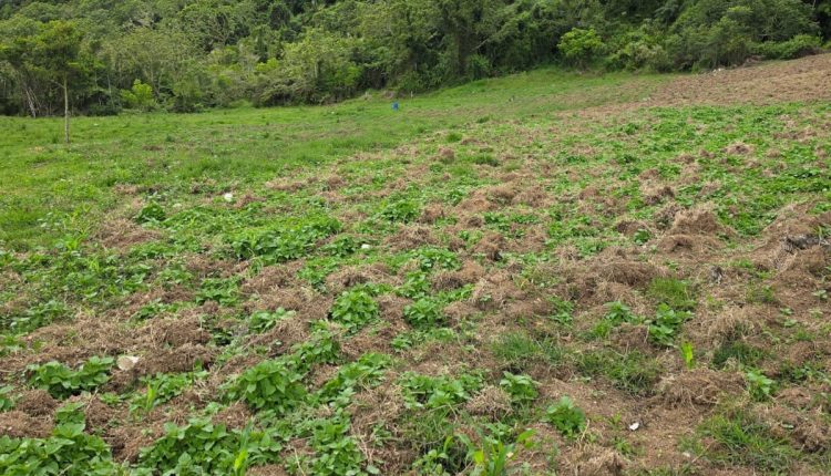 Segunta plantación de marihuana detectada en Ocoa.