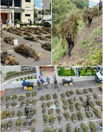 plantas de marihuana incautadas en cultivo en Azua.